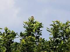 Corn Bunting