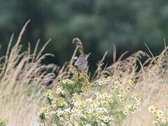 Corn Bunting