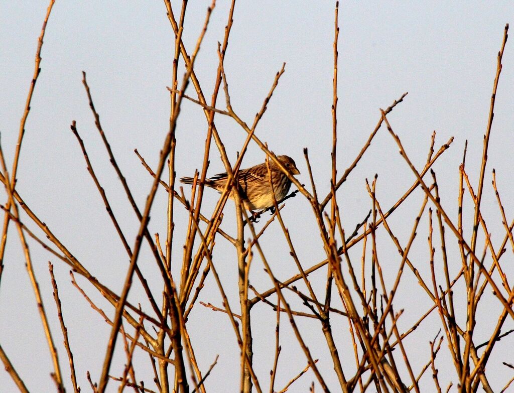 Corn Bunting