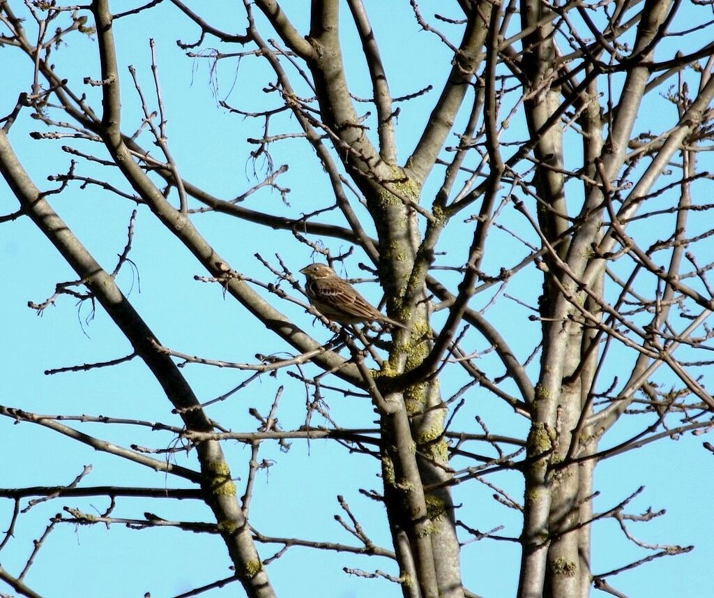 Corn Bunting