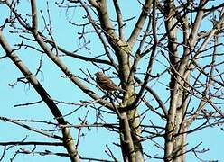 Corn Bunting