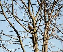 Corn Bunting