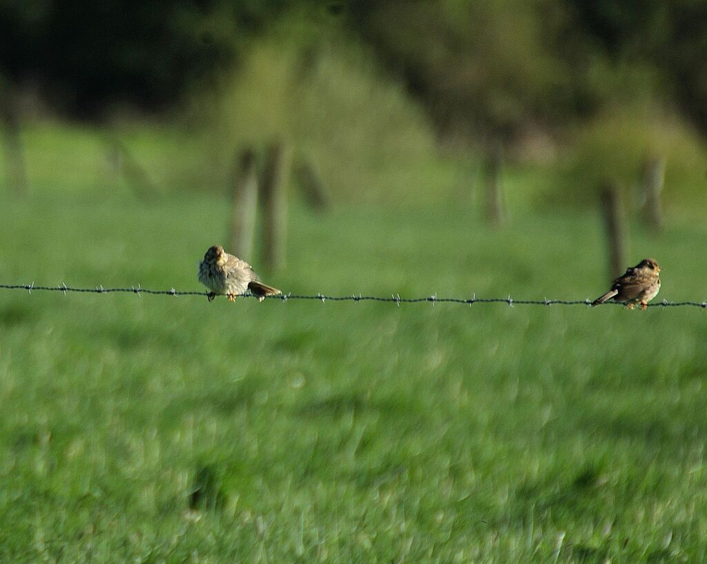 Corn Bunting