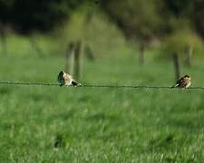 Corn Bunting