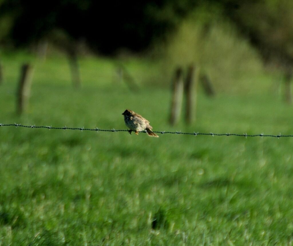 Corn Bunting