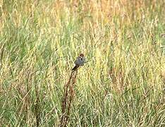 Corn Bunting