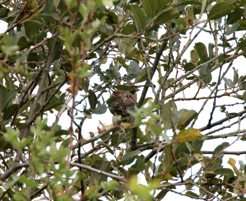 Cirl Bunting