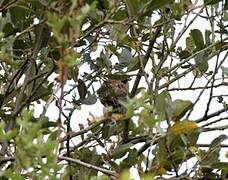 Cirl Bunting