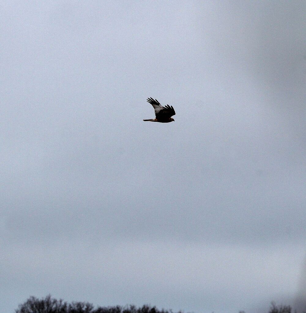 Montagu's Harrier