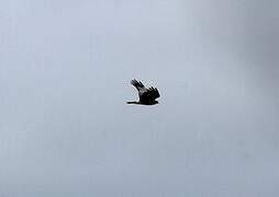 Montagu's Harrier