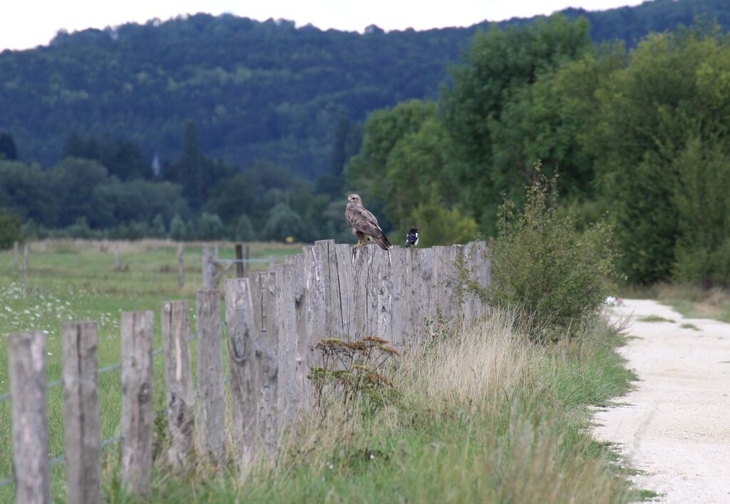 Buse variable