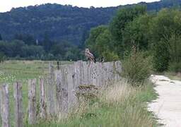 Common Buzzard