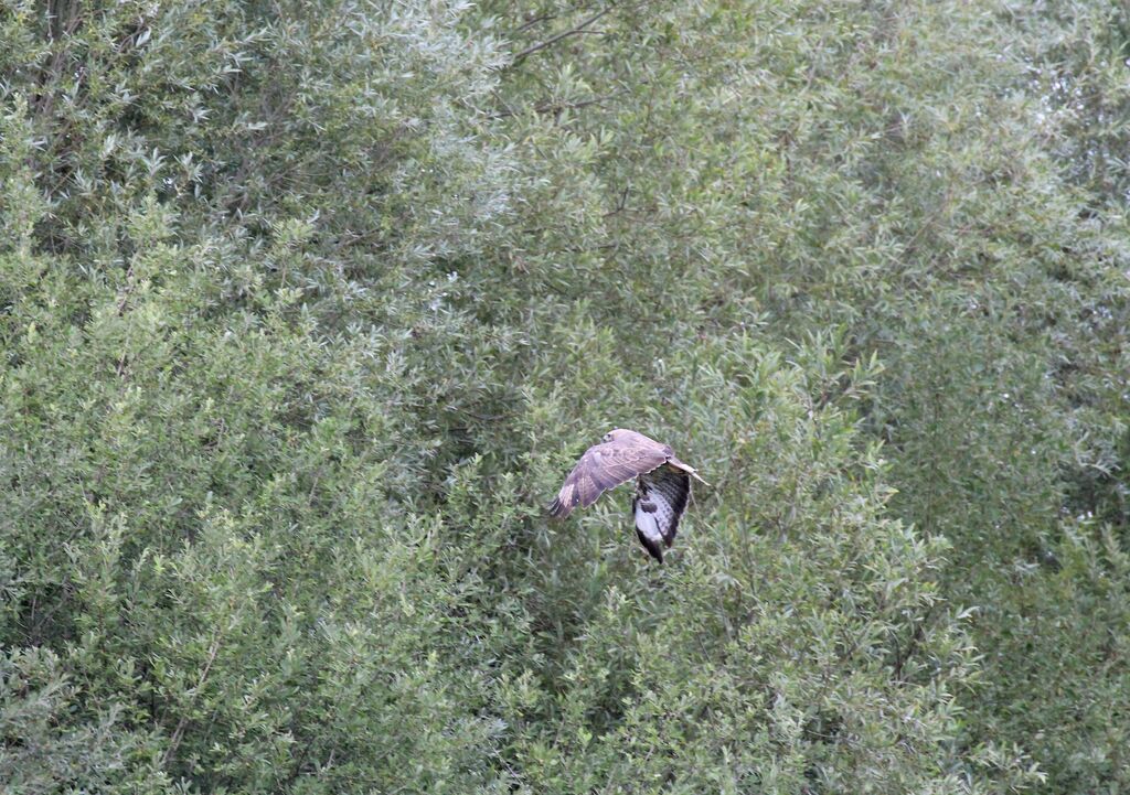 Common Buzzard