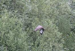 Common Buzzard