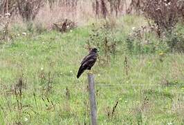 Common Buzzard