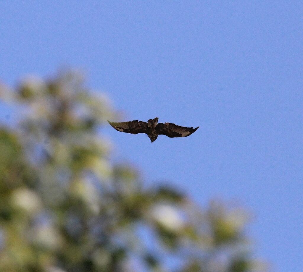 Common Buzzard