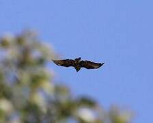 Common Buzzard