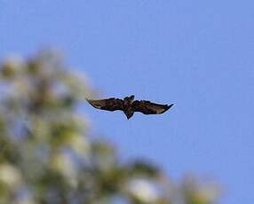 Buse variable