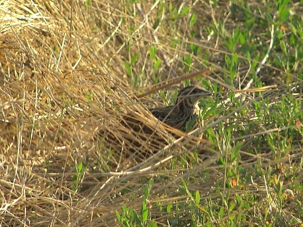 Caille des blésadulte