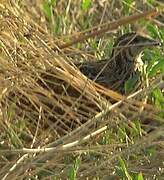 Common Quail