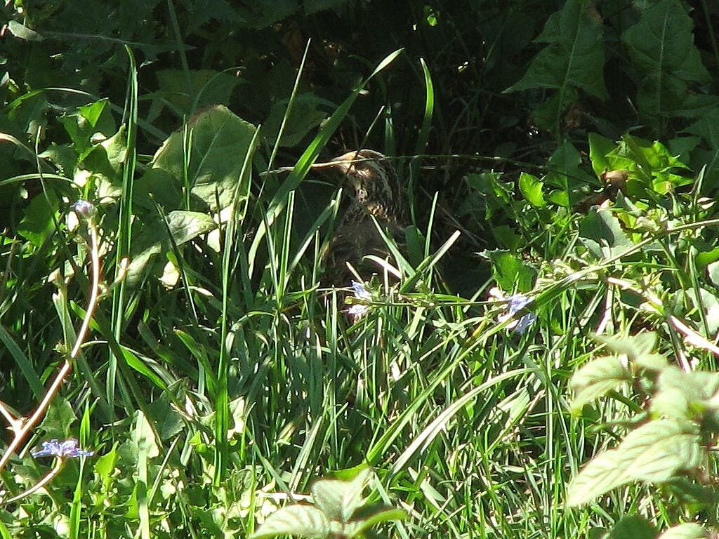 Common Quail male adult