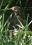 Common Quail