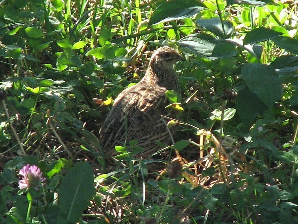 Common Quail female adult