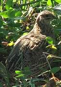 Common Quail