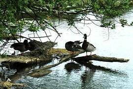 Canard colvert