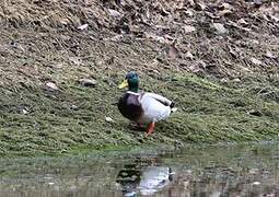 Canard colvert