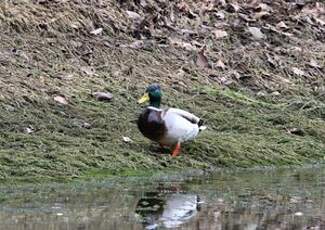 Canard colvert