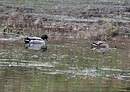 Canard colvert