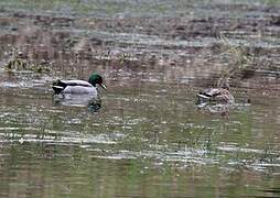 Canard colvert