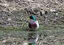 Canard colvert