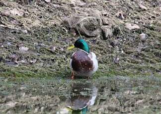 Canard colvert