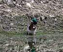 Canard colvert