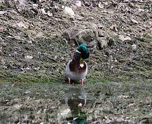 Canard colvert