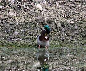 Canard colvert