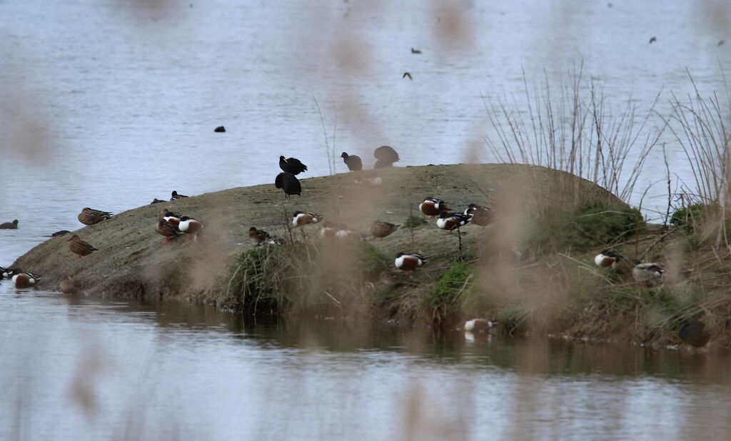 Canard souchet