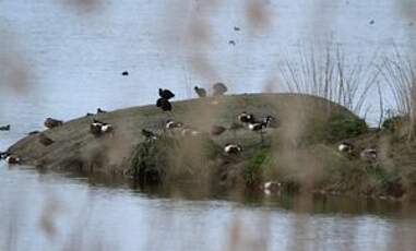 Canard souchet