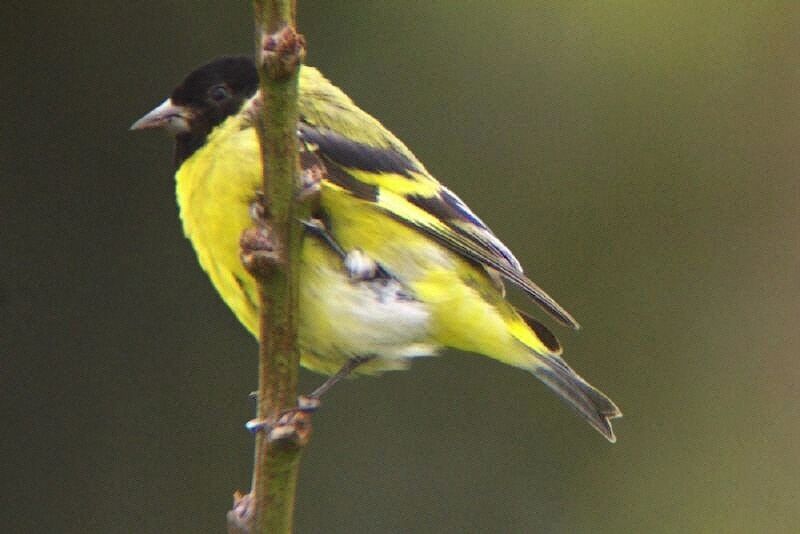 Hooded Siskin male adult breeding