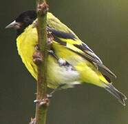 Hooded Siskin