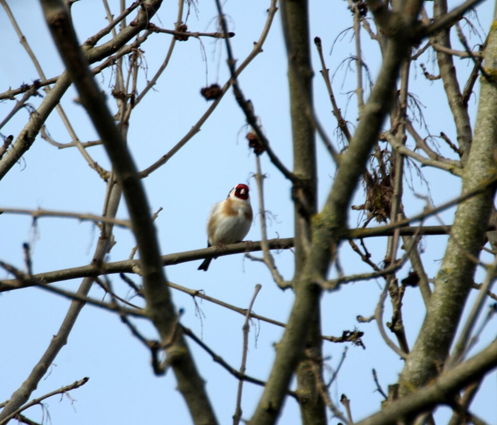 European Goldfinch