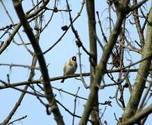 European Goldfinch