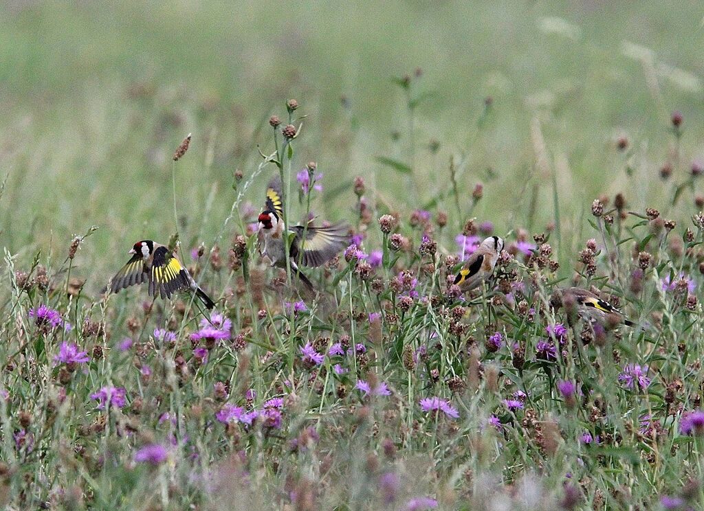 European Goldfinch