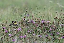 European Goldfinch