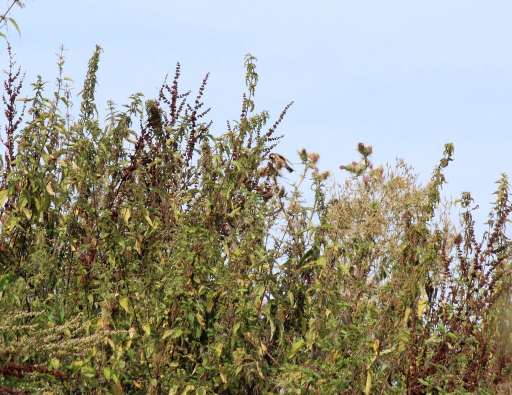 European Goldfinch