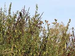 European Goldfinch