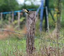 European Goldfinch