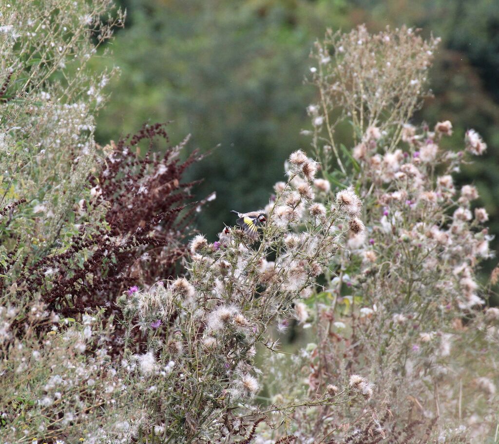 Chardonneret élégant